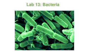 Lab 13: Bacteria