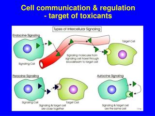 Cell communication &amp; regulation - target of toxicants