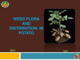WEED FLORA AND DISTRIBUTION IN POTATO