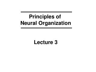 Principles of Neural Organization Lecture 3