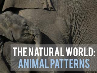 The Natural World Animal Patterns