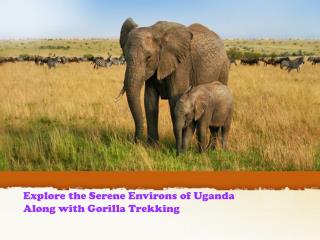 Explore the Serene Environs of Uganda Along with Gorilla Tre