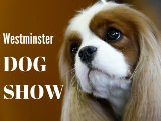 Westminster Dog Show