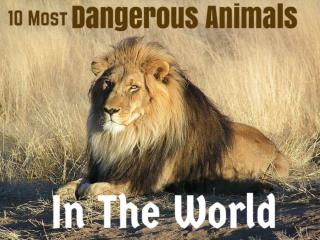 10 Most Dangerous Animals In The World