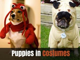 puppies in costumes