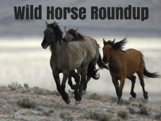 Wild Horse Roundup