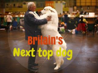 Britain's next top dog