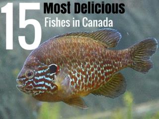 15 Most Delicious Fishes in Canada