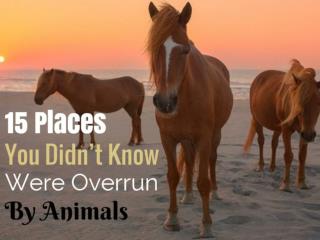 15 Places You Didn’t Know Were Overrun By Animals