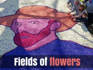 Fields of flowers