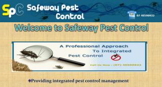 Pest Control for Termite by Professional Inspector in Cairns