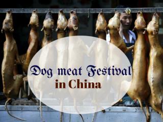 Dog meat Festival in China