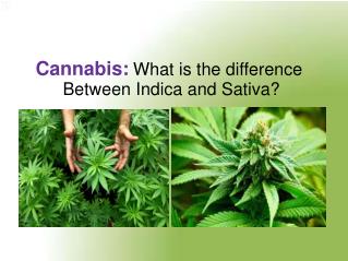 Cannabis What Is The Difference Between Indica And Sativa