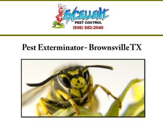 Pest Exterminator - Brownsville TX