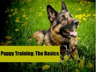 Puppy Training: The Basics