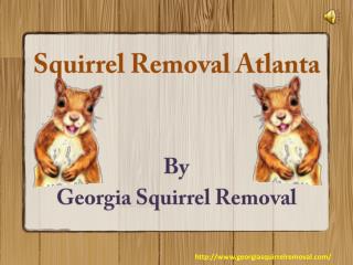 Environment Friendly Methods For Squirrel Removal Atlanta