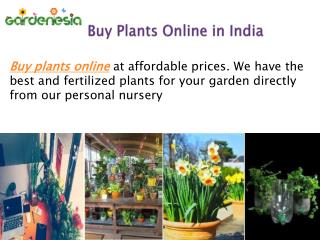 Buy Plants Online in India
