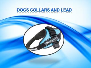 Online Pet Supplies Store – Buy the Best Dog Collars and Leads