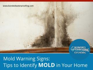 When to Call a Mold Remediation Service in New Jersey