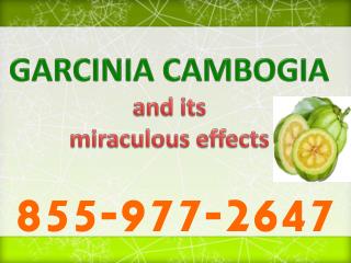 Lose weight with garcinia cambogia