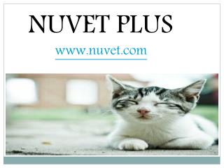 Nuvet Reviews | Top 5 Things to do before you Bring your New Kitty Home