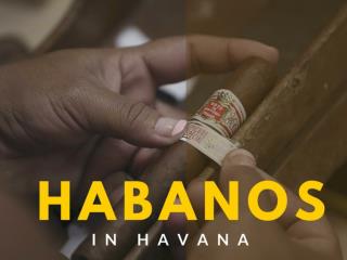 Habanos in Havana