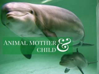 Animal mother and child