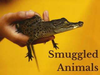 Smuggled animals