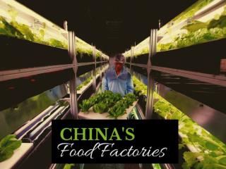 China's food factories