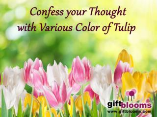 Diiferent Color of Tulip to Say Your Feelings
