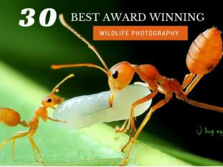 30 Best Award Winning Wildlife Photography
