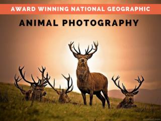 Award Winning National Geographic,Animal Photography
