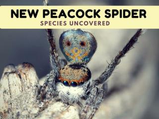 New peacock spider species uncovered