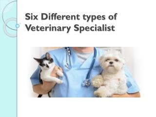 Six Different types of Veterinary Specialist