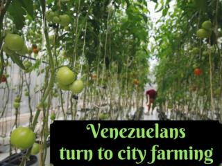 Venezuelans turn to city farming