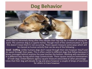 Dog Behavior: How Do Dogs Communicate?