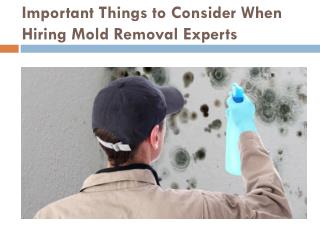 Important Things to Consider When Hiring Mold Removal Experts