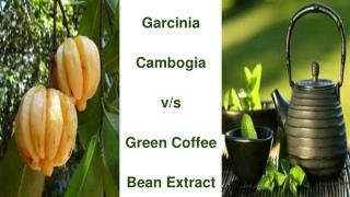 Garcinia Cambogia v/s Green Coffee Bean Extract