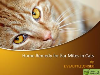 Home remedies for ear mites in cats