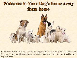 Welcome to Your Dog’s home away from home
