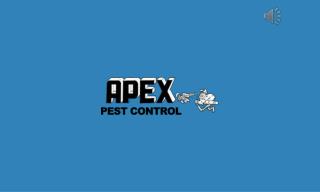 Get Pest Control Service at Affordable Price - Apex Pest Control