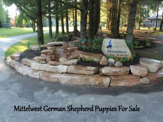 Julie Mittelwest German Shepherd Puppies For Sale
