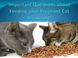 Important Questions about Feeding your Pregnant Cat Answered!