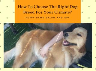 Choose The Right Dog Breed For Your Climate