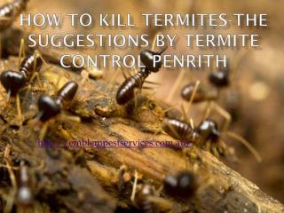 How to Kill Termites-The Suggestions by Termite Control Penrith