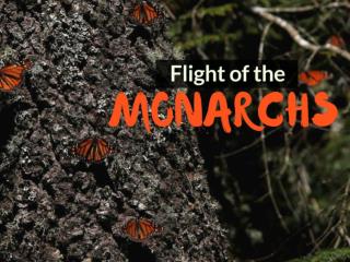 Flight of the monarchs