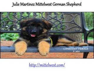 julie martinez german shepherd wonder lake