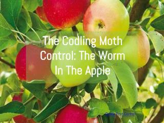 Codling Moth Control: The Worm In The Apple