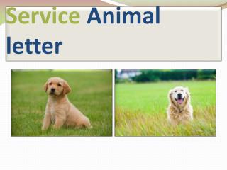 Service Animal Travel