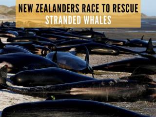 New Zealanders race to rescue stranded whales